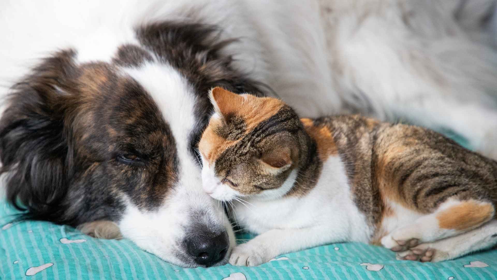 Gato lamiendo a perro